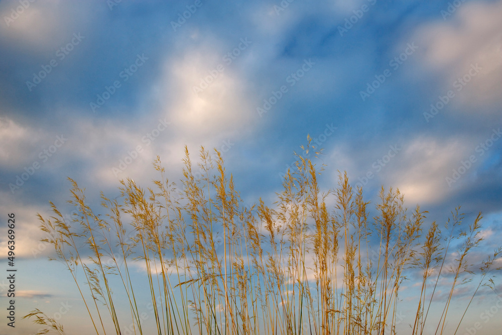 Low angle view of reeds Low angle view of reeds