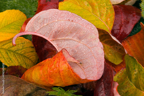 Close-up of dew drops on autumnal leaves photo