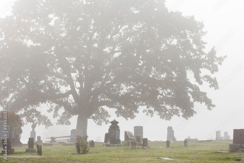 Tree in a cemetery, Willamette Valley, Oregon, USA Tree in a cemetery, Willamette Valley, Oregon, USA