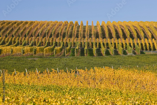 Vines in a vineyard, Archery Summit Winery, Willamette Valley, Oregon, USA