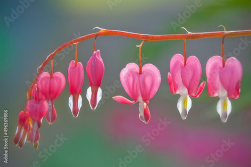 Bleeding Heart 