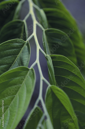 Close-up of ylang-ylang leaves photo