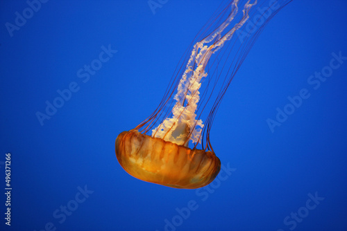 Close-up of a Sea Nettle