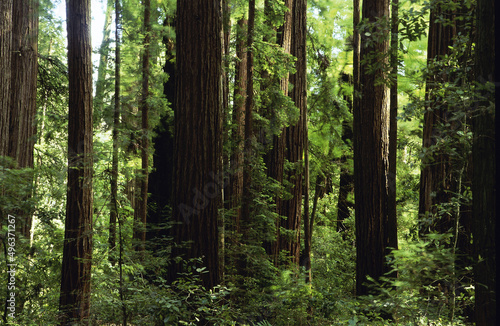 Trees at Henry Cowell Redwoods State Park, California, USA photo