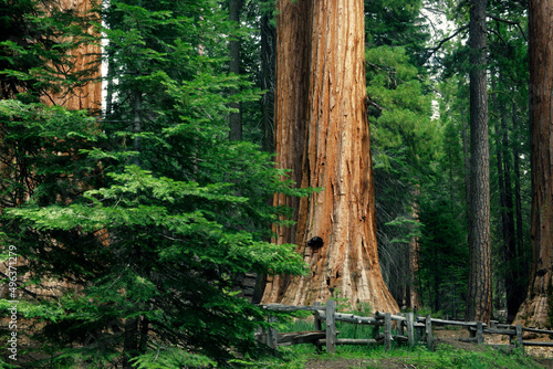 Low angle view of trees, Mariposa Grove, Yosemite National Park, California, USA