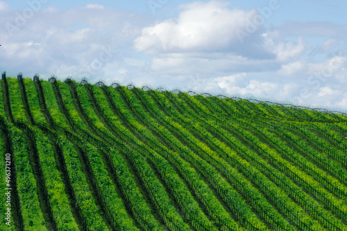 High angle view of a vineyard, Sonoma Valley, California, USA