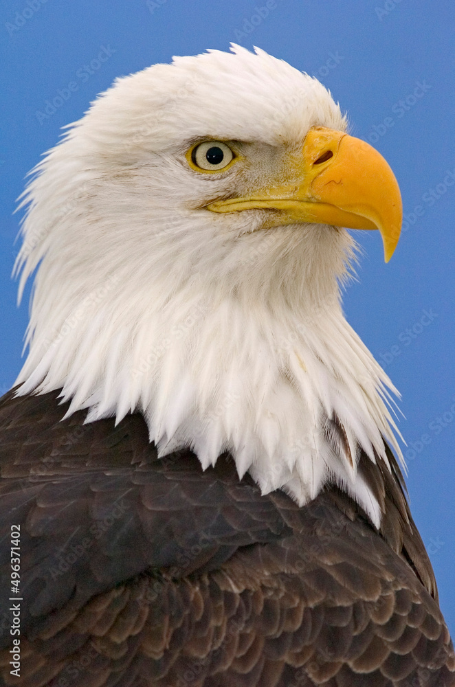 Close-up of a Bald Eagle (Haliaeetus leucocephalus) Close-up of a Bald Eagle (Haliaeetus leucocephalus)