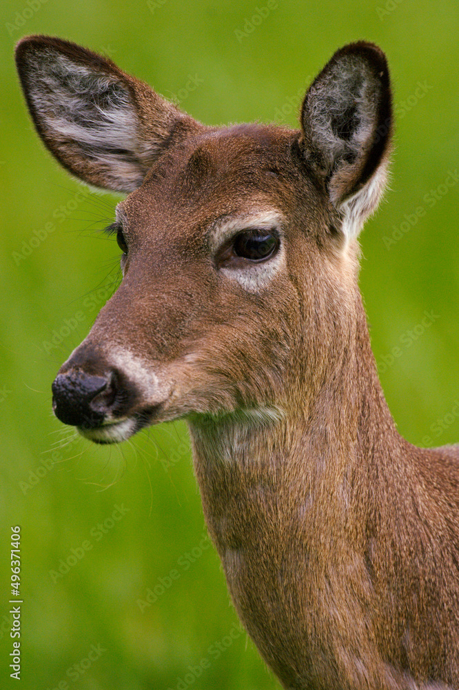 Close-up of a White-tailed Deer (Odocoileus virginianus) Close-up of a White-tailed Deer (Odocoileus virginianus)