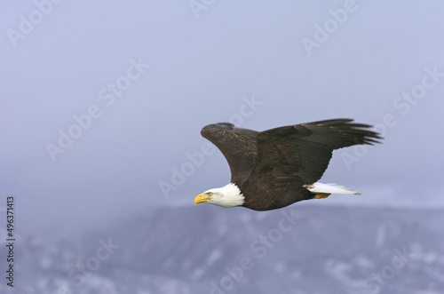 Close-up of a Bald Eagle flying, Alaska, USA (Haliaeetus leucocephalus) photo