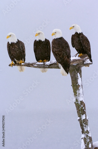 Close-up of four Bald Eagles perching on a branch (Haliaeetus leucocephalus) photo