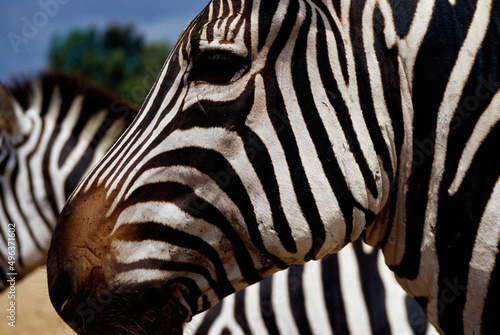 Close-up of a zebra