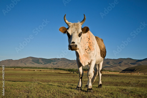 Cow standing in a field, Terelj, Mongolia photo