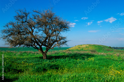 Tree in a field, Keshet, Israel photo