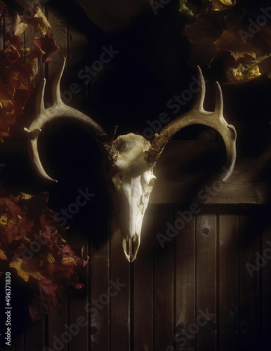 Skull of a deer mounted on a wall