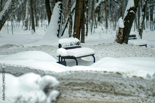 trees in the snow on a cloudy day in the park