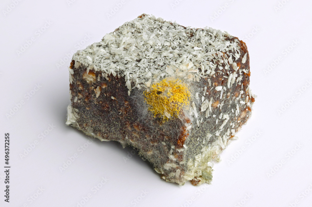 Yellow and green mold with spores on spoiled, rotten cake. Close up color macro photo with isolated food on white background. Yellow and green mold with spores on spoiled, rotten cake. Close up color macro photo with isolated food on white background.