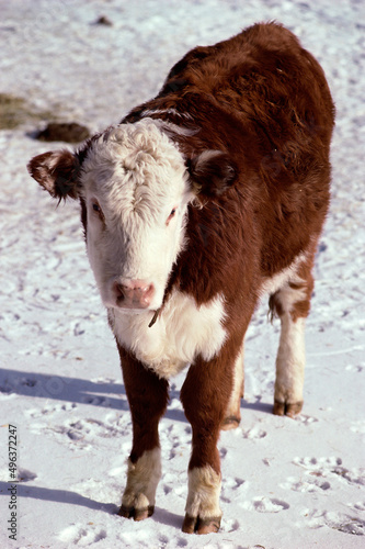 Hereford calf on a snow field photo