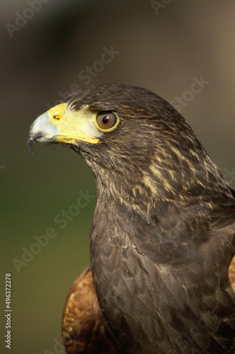 Close-up of a Harris Hawk (Parabuteo unicinctus) photo
