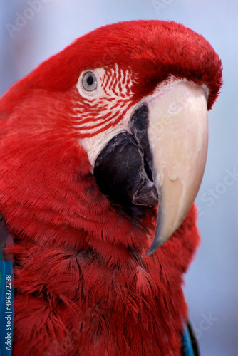 Close-up of a macaw photo