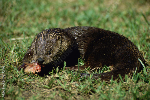 North American river otter eating fish in a field