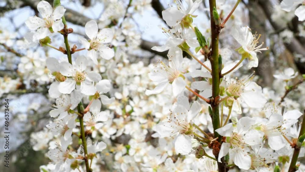 Branch with flowers of an apple tree close-up Branch with flowers of an apple tree close-up