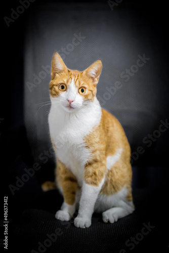 Gato felino rubio y blanco en fondo negro