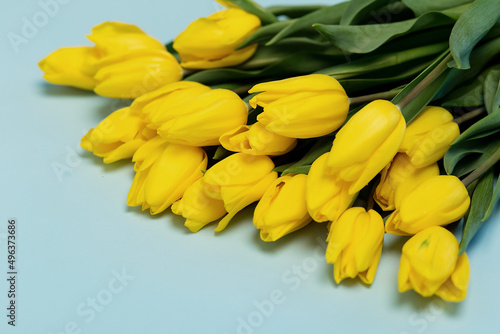 Bouquet of yellow tulips on a blue background. Mothers' Day. A bouquet of flowers.