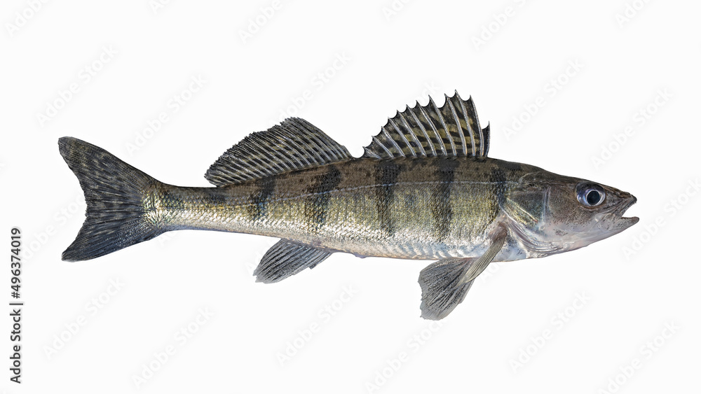 Volga zander. Zanderperch bersh fish isolated on white background. Walleye sander pikeperch fishing Volga zander. Zanderperch bersh fish isolated on white background. Walleye sander pikeperch fishing