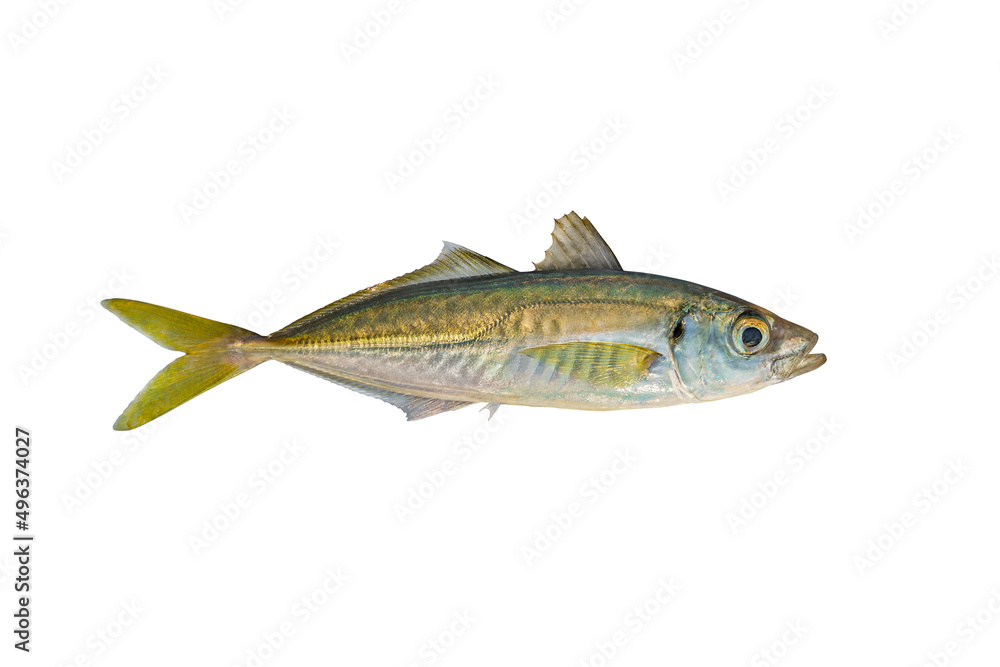 Horse mackerel. Atlantic scad fish isolated on white background Horse mackerel. Atlantic scad fish isolated on white background