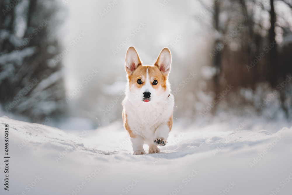 corgie pembroke dog in snow