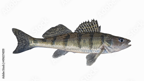 Volga zander. Zanderperch bersh fish isolated on white background. Walleye sander pikeperch fishing photo