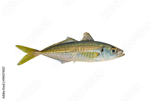 Horse mackerel. Atlantic scad fish isolated on white background