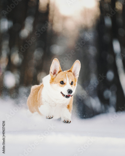 corgie pembroke dog in snow
