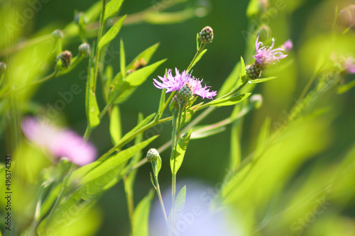 Photography Closeup of spotted knapweed in bloom with selective focus on foreground