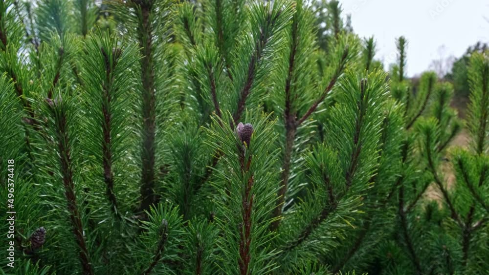 Green Branches Spruce Coniferous Tree Green Branches Spruce Coniferous Tree