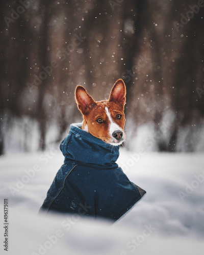 dog in snow