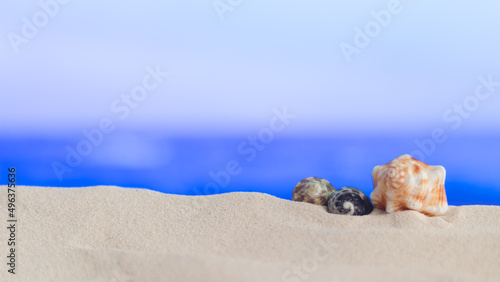 Conchas y caracolas en arena con fondo desenfocado