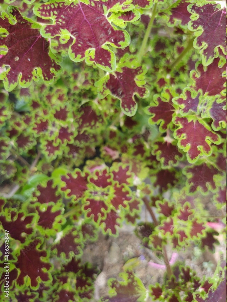 red ivy leaves