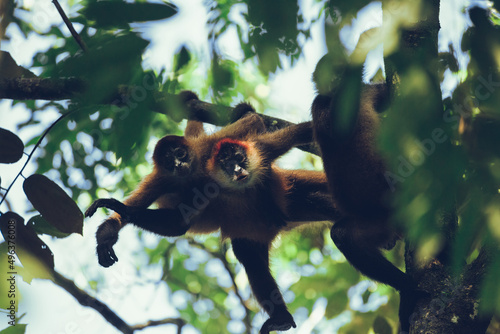 Photography A troop of central american spider monkeys in a tree