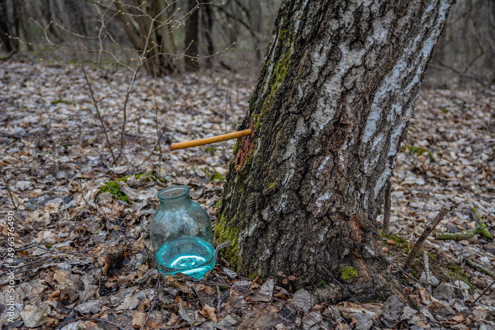 Obraz premium Collection of birch juice with a glass bottle .