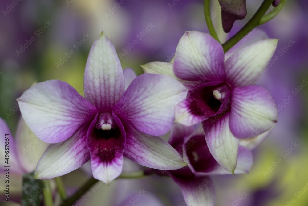 Dendrobium digibbum Dendrobium digibbum