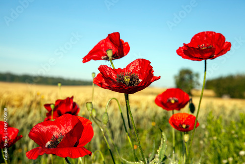 a red poppy flower in the spring season