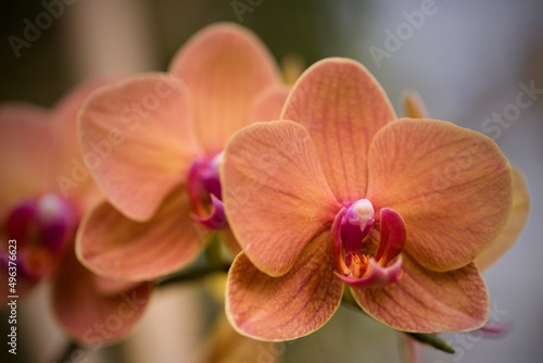 orange orchid flower