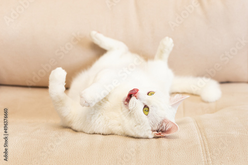 A domestic cat. A white, British purebred cat. Portrait. Animal themes. Pets