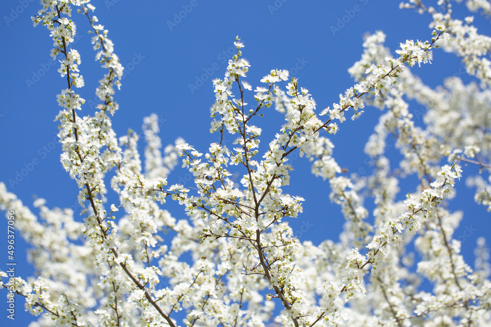 White flowers bloom in the trees. Spring landscape with blooming sakura tree. Beautiful blooming garden on a sunny day. Copy space for text. White flowers bloom in the trees. Spring landscape with blooming sakura tree. Beautiful blooming garden on a sunny day. Copy space for text.