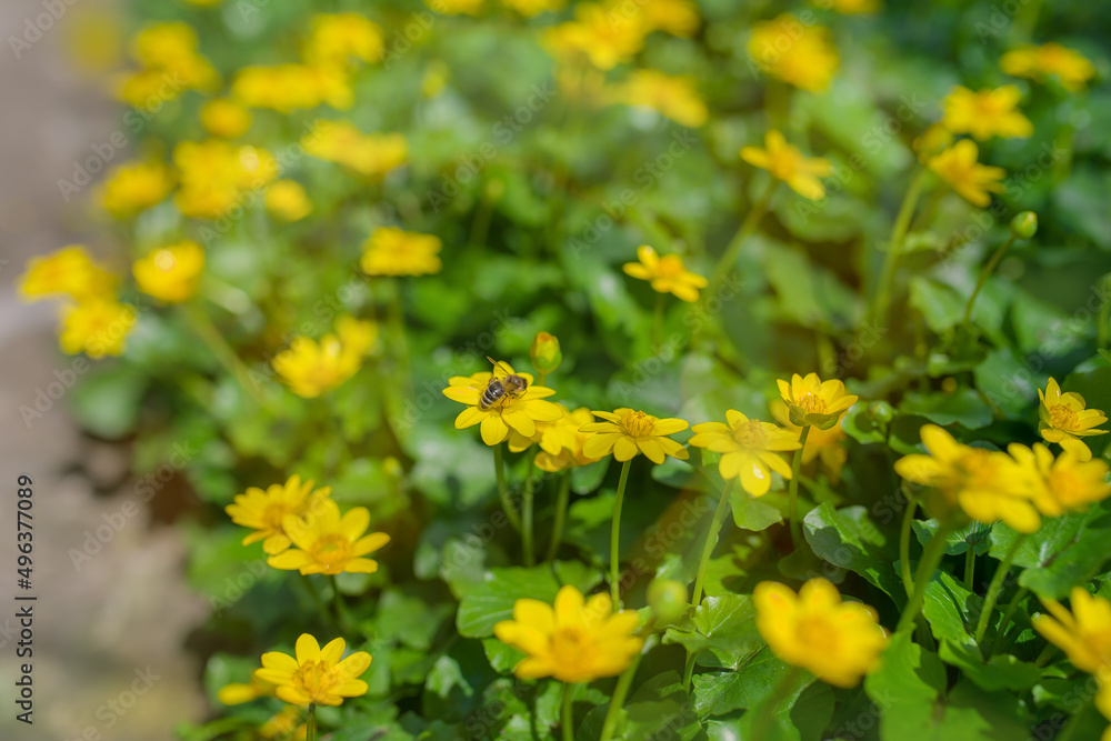 Ranunculus auricomus, spring time Ranunculus auricomus, spring time