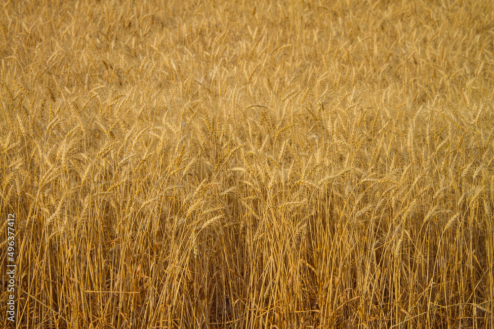 Deep contrast shows the texture of this golden wheat ready for harvest. Hard Red Winter wheat is the most commonly grown grain in the US. Horizontal (landscape) orientation. Deep contrast shows the texture of this golden wheat ready for harvest. Hard Red Winter wheat is the most commonly grown grain in the US. Horizontal (landscape) orientation.