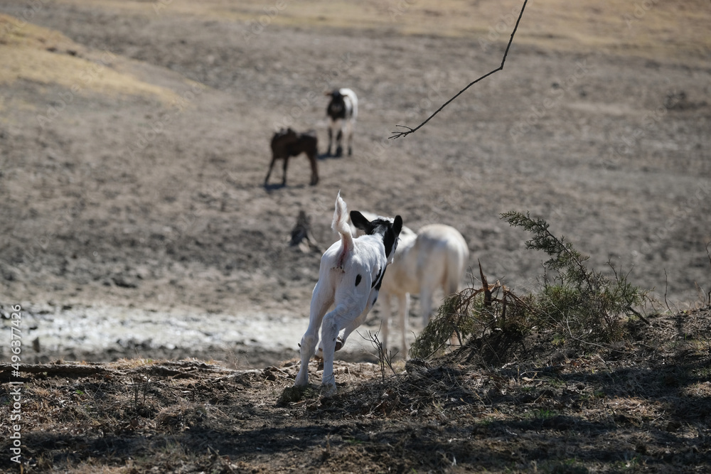 Energetic calf running through dry farm field.