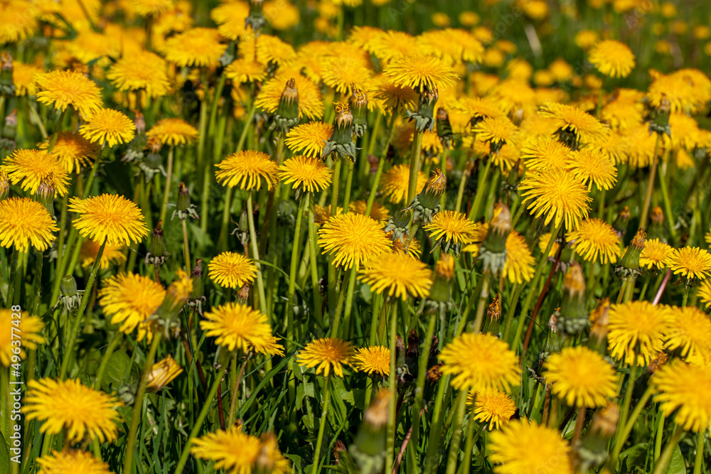 Fototapeta premium yellow beautiful dandelion flowers with seeds