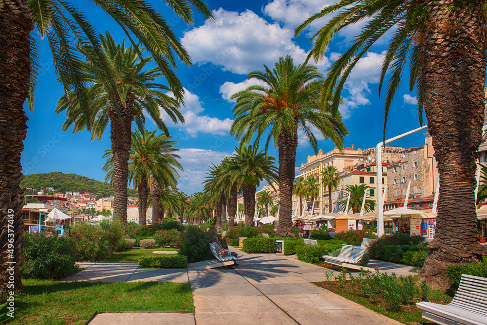 Fototapeta premium Palm alley in Split